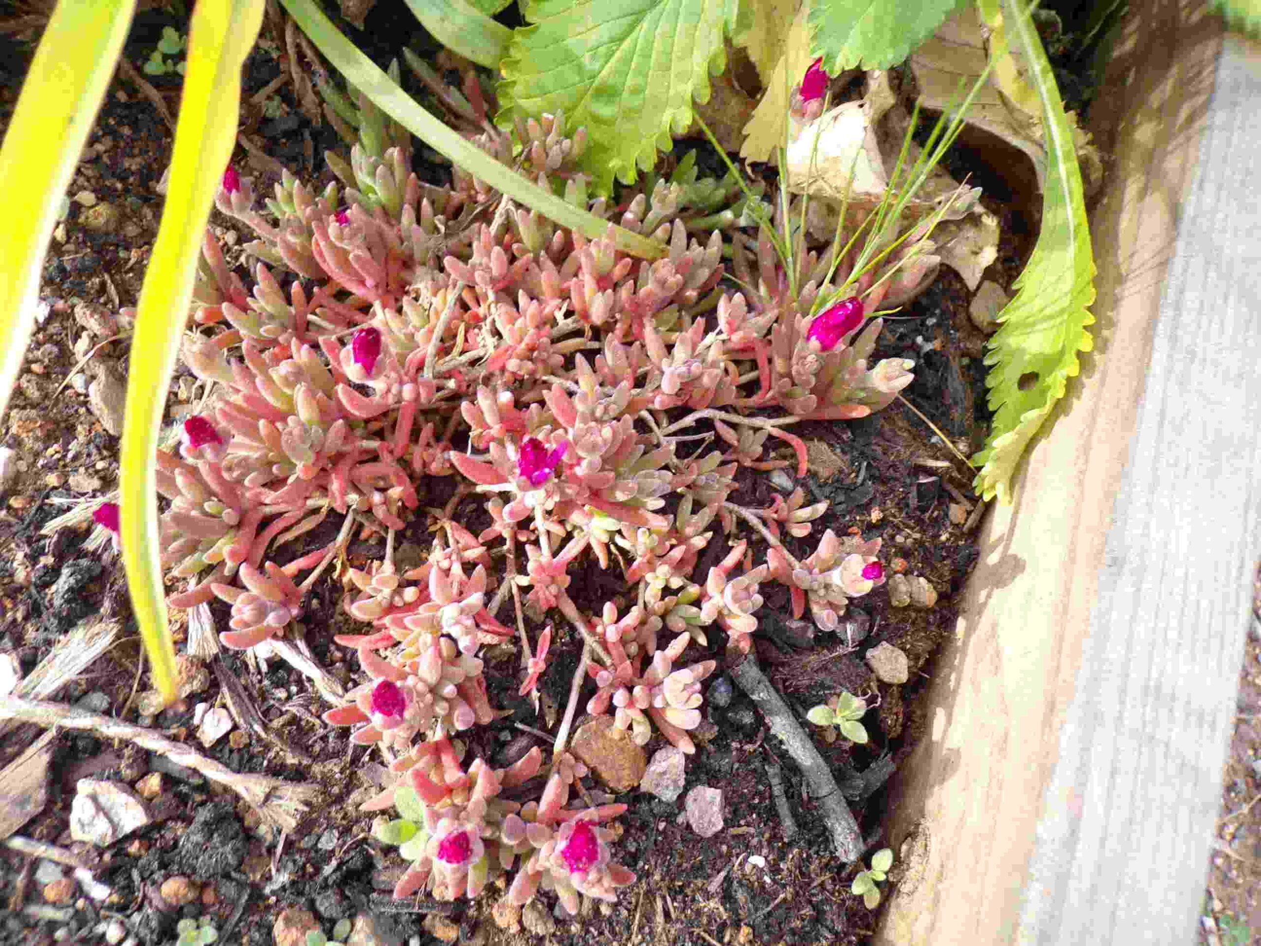 Ficoïdes vivaces roses