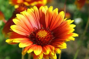 La fleur de gaillarde