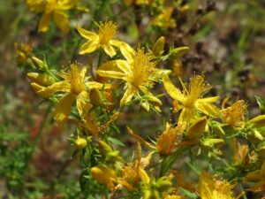 Le millepertuis Fleurs de millepertuis