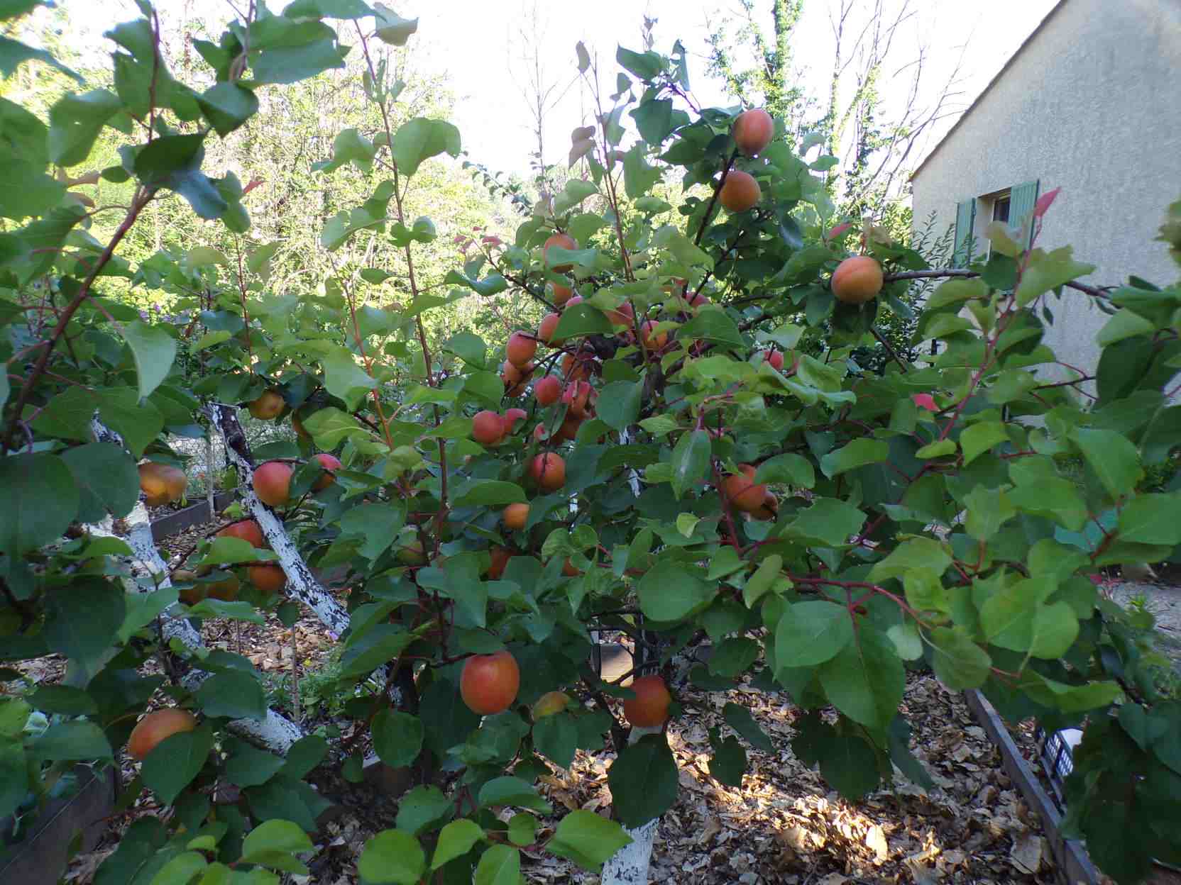 L'abricotier avec ses fruits