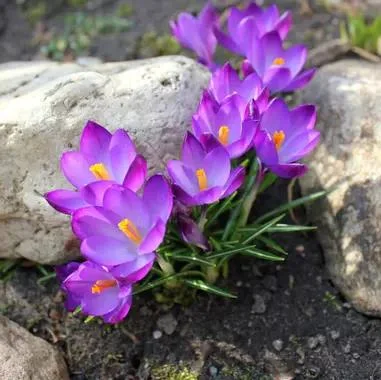 Le crocus