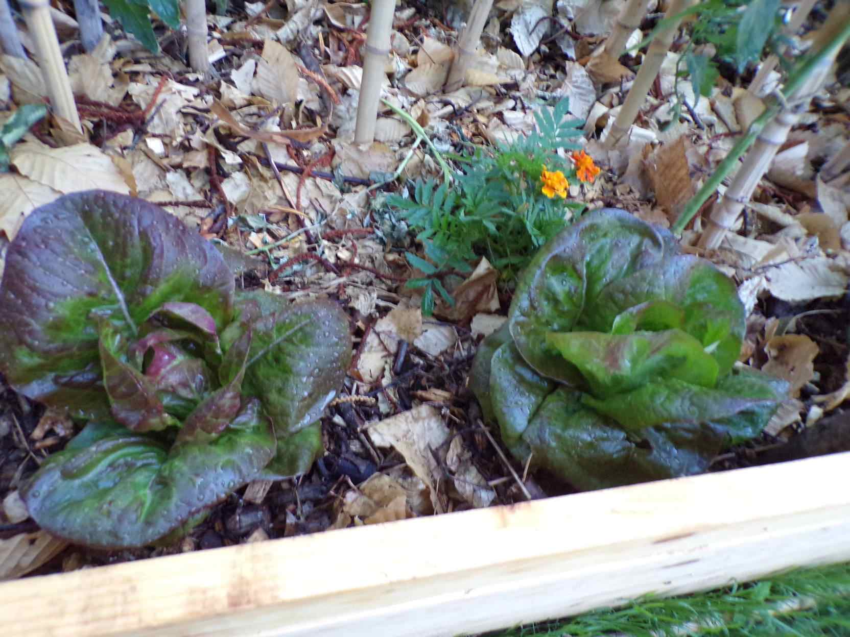 Les salades