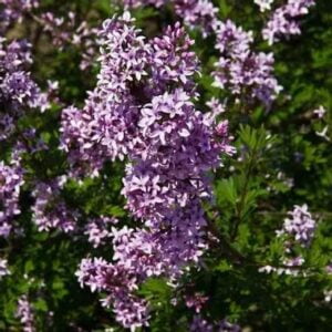 Le lilas de Perse Lilas de Perse en fleurs