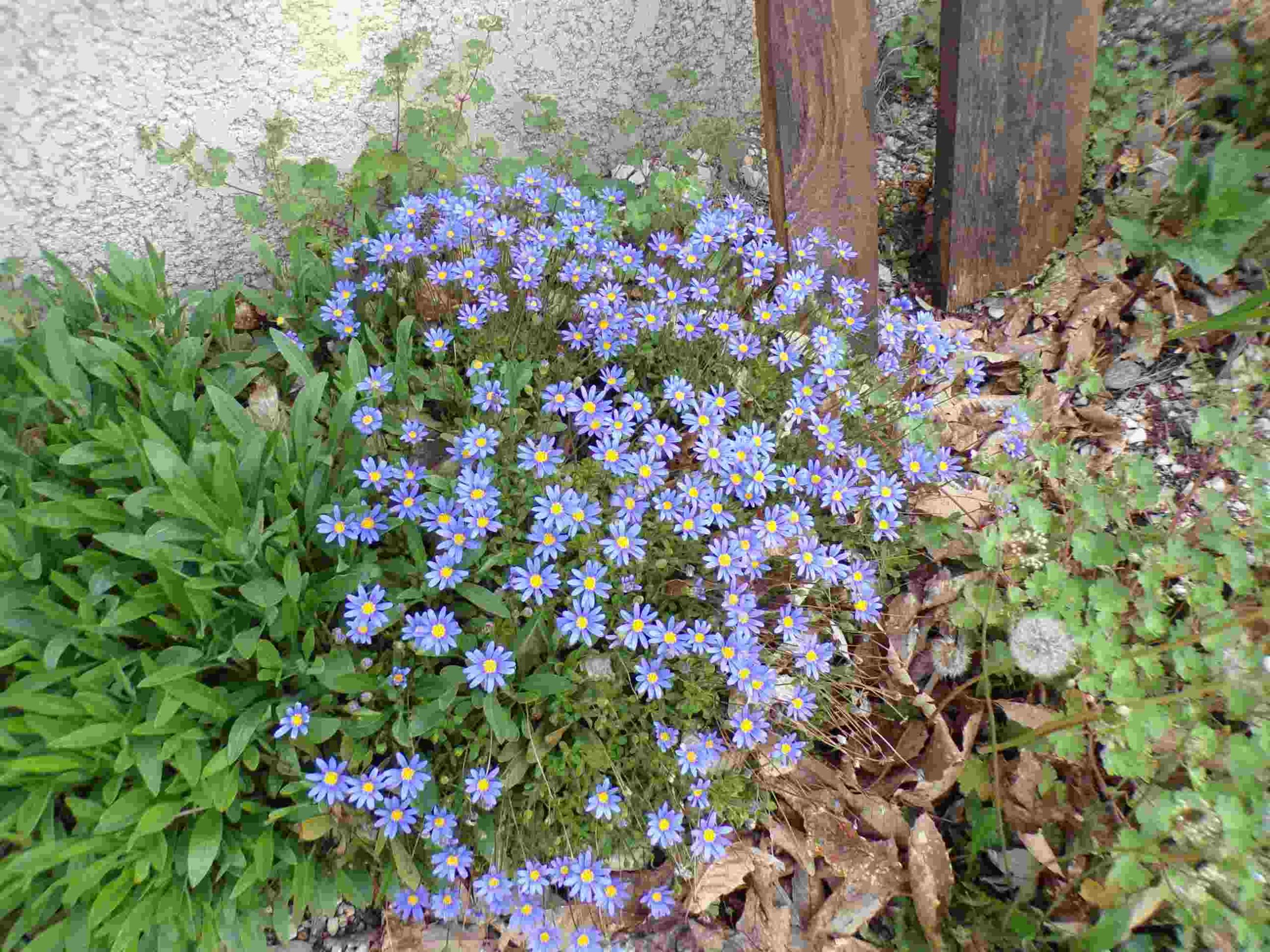Marguerites du Cap