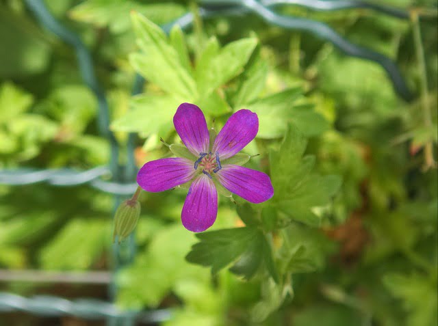 Fleur de géranium des marais