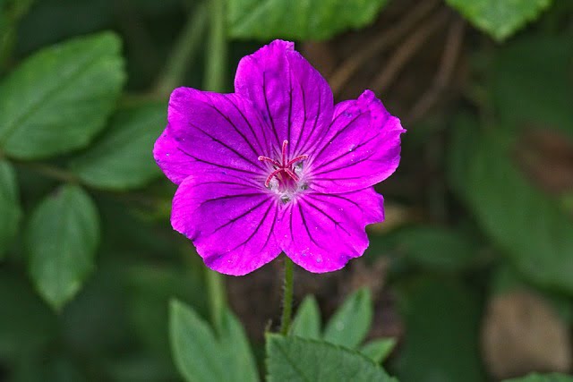 Fleur de géranium des marais