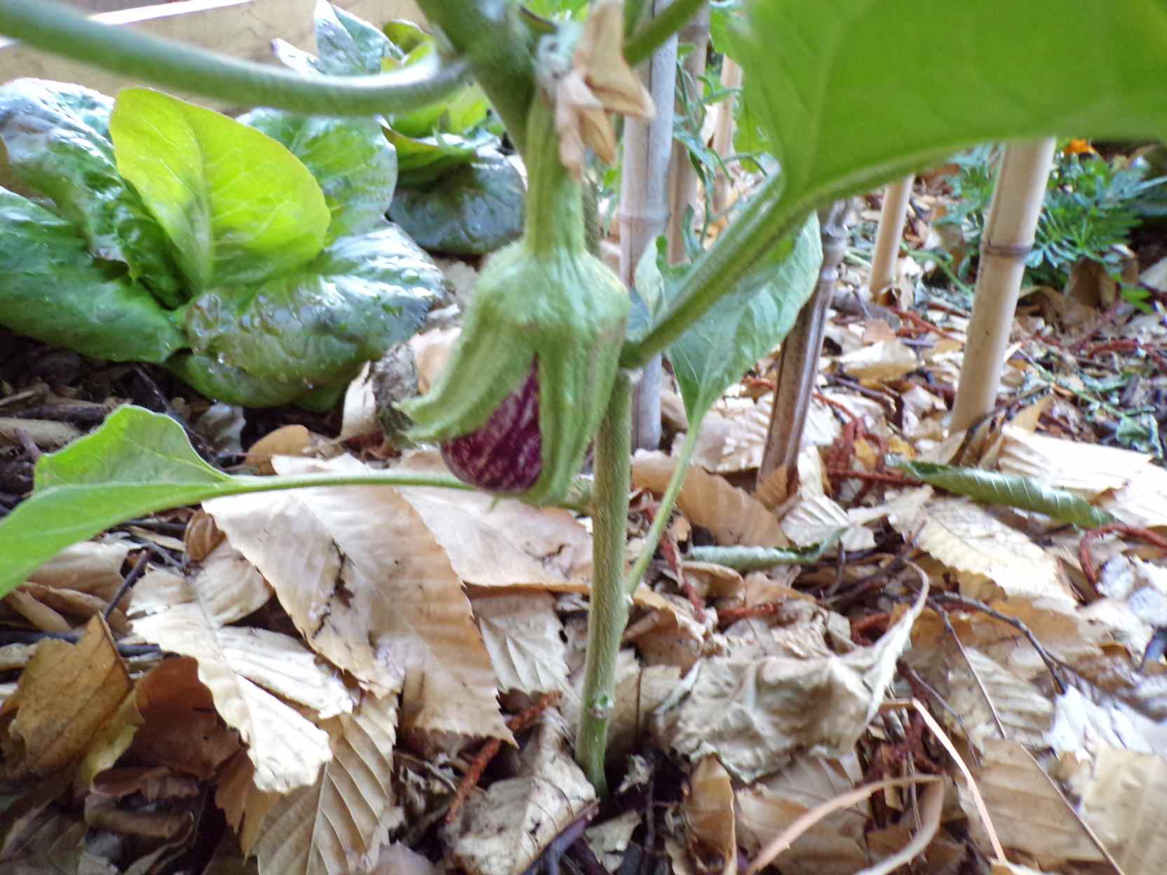 Aubergine