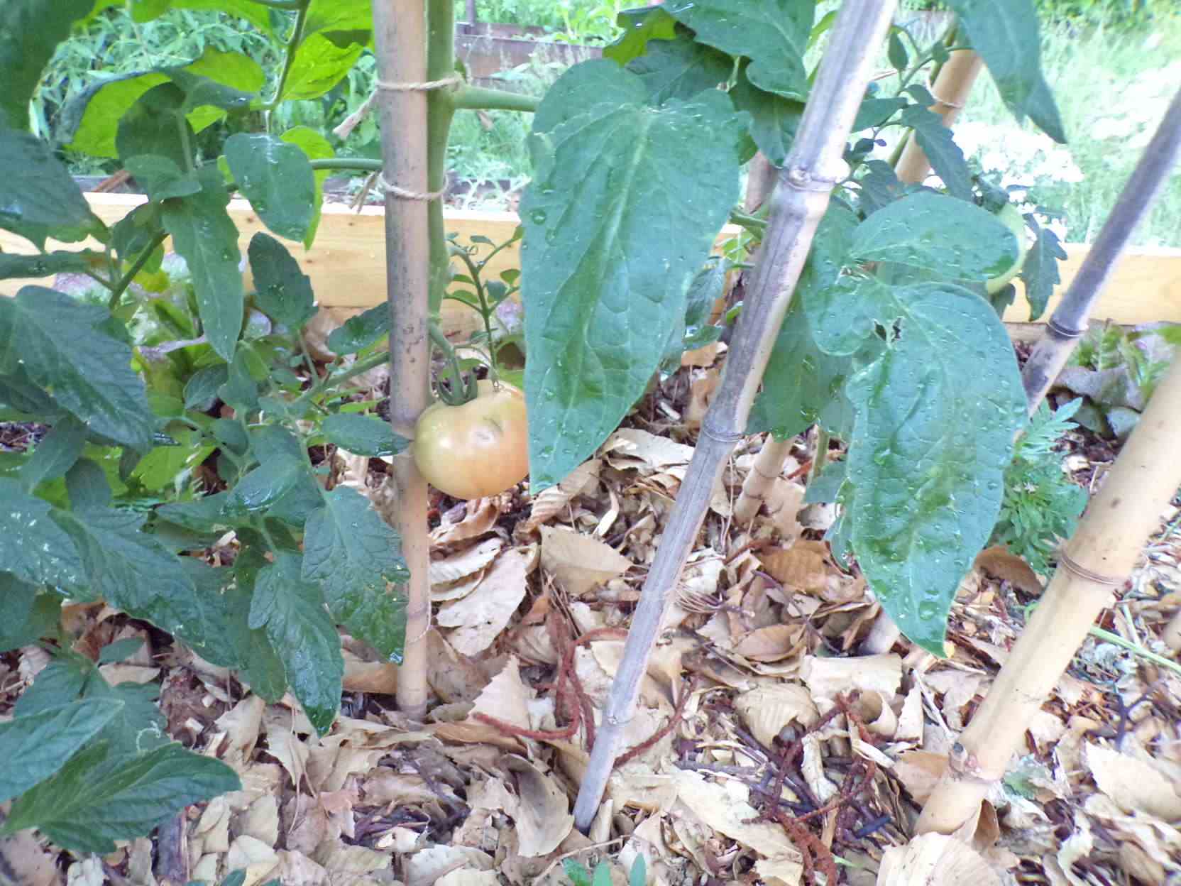 Tomate