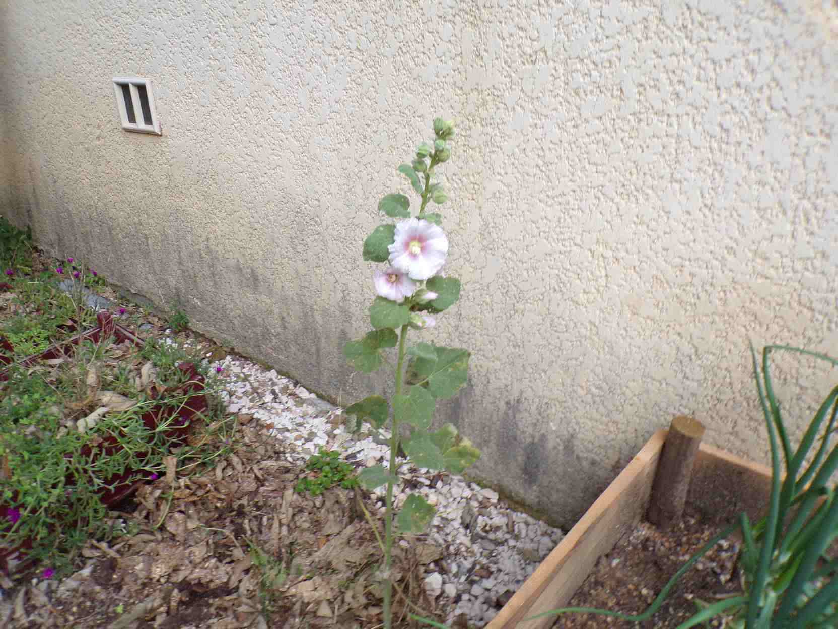 Une rose trémière