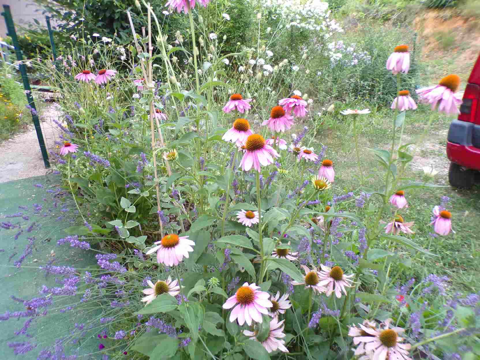 Les rudbeckias