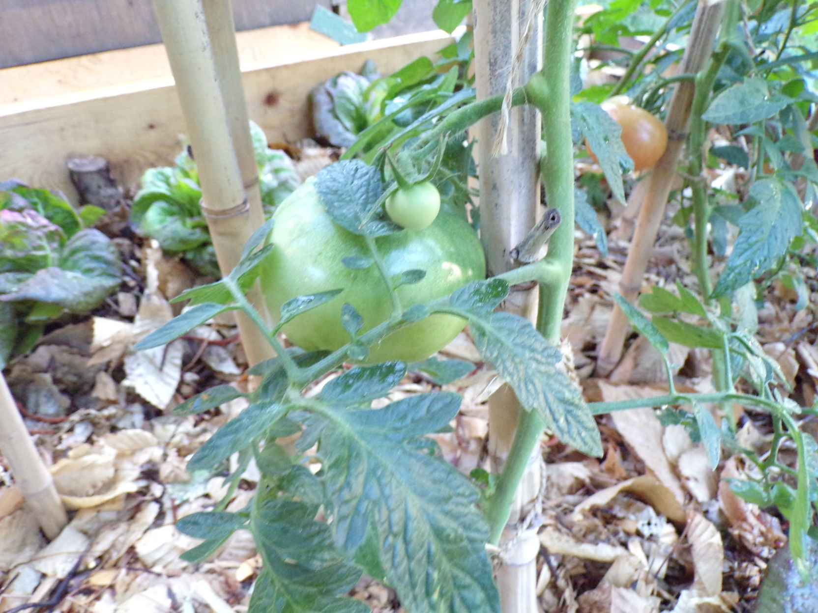 Tomate