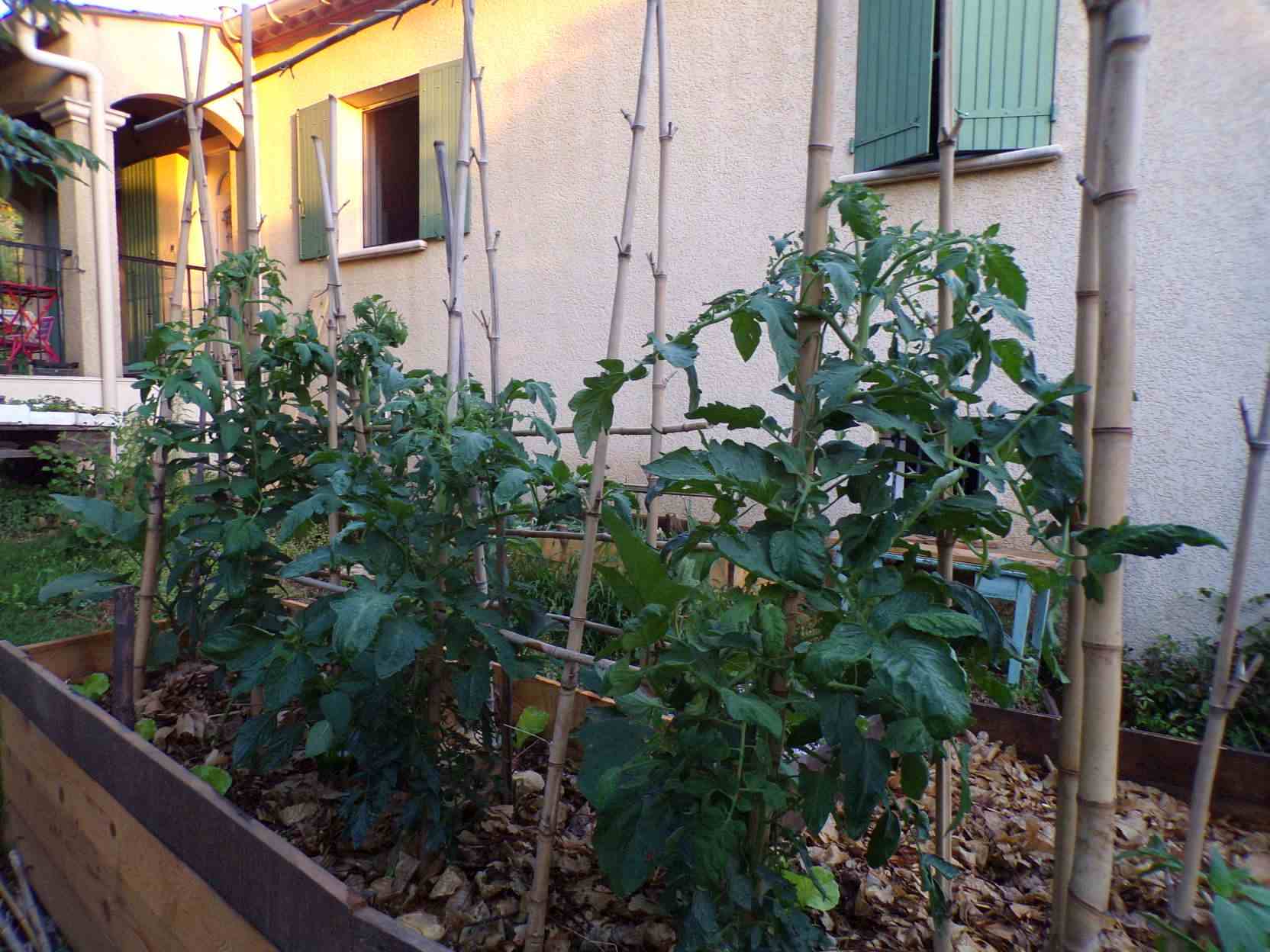 Tomates, poivrons et aubergines