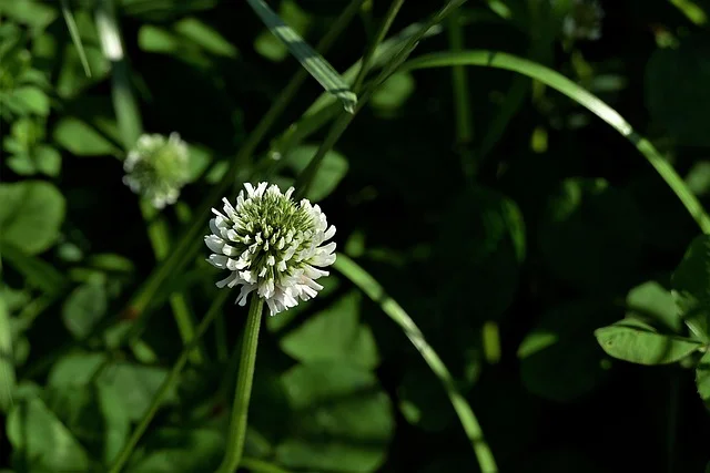 Trèfle blanc en fleur