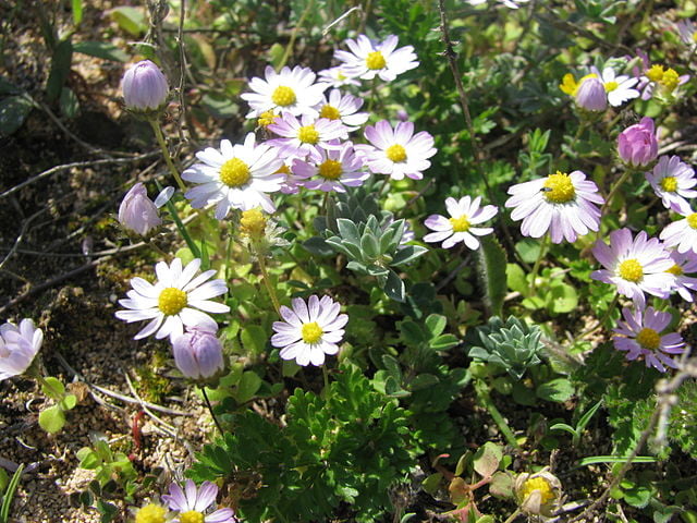 La pâquerette annuelle hispide en fleurs