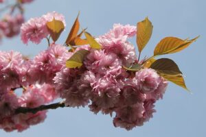 Prunus serrulata ou Cerisier_du_Japon en fleurs
