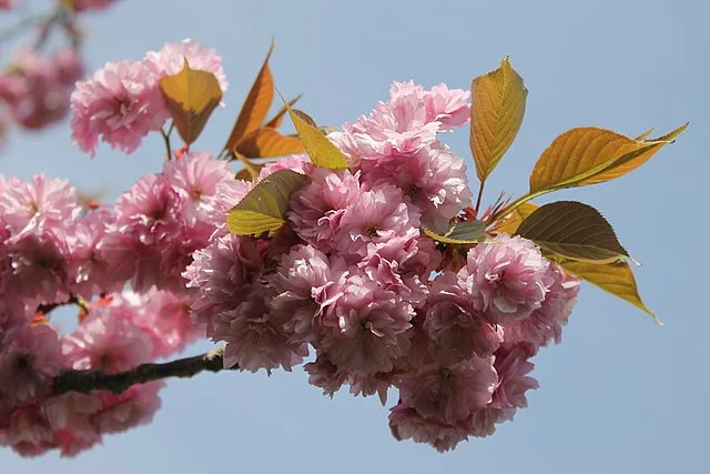Prunus serrulata ou Cerisier_du_Japon en fleurs