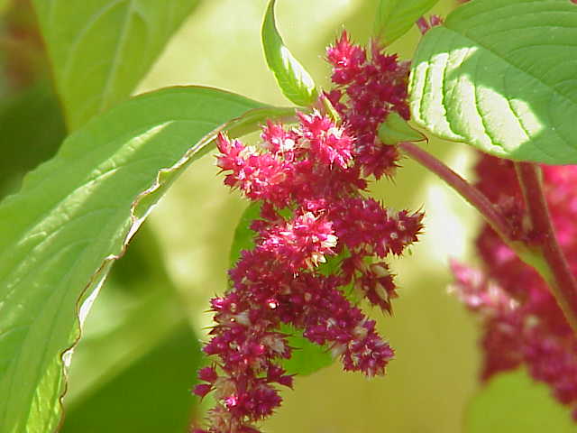 Amarante en fleurs