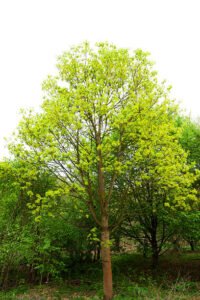 L'acer negundo L'acer negundo
