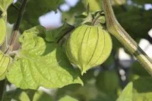 Le coqueret du Pérou Le Coqueret du Pérou