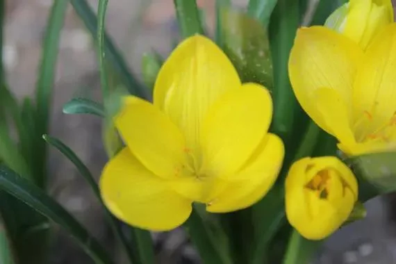 Le crocus d'automne