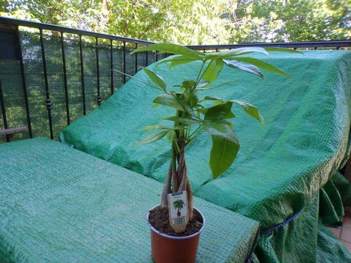 50 Graines De Pachira - Plante Porte-bonheur Facile à Cultiver - Pour Extérieur Et Plein Soleil