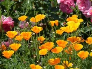 Les pavots de Californie