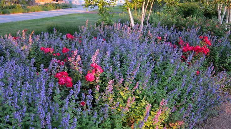 Une parcelle de plantes aromatiques