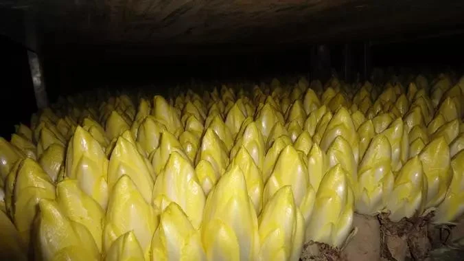 Les endives en forçage en cave