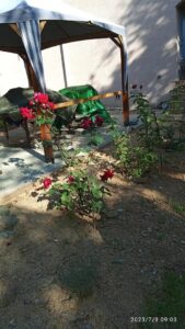 Rosiers arbustifs