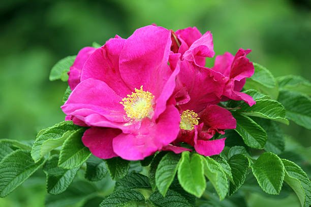 Fleurs d'églantier