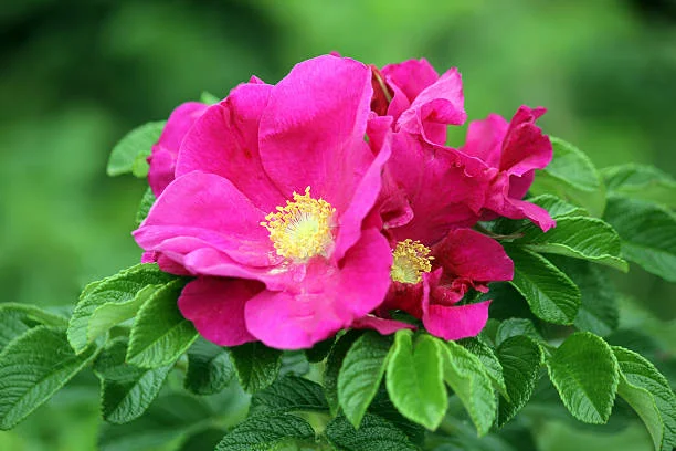 Fleurs d'églantier