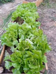 Carré de salades