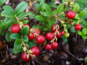 Airelles rouges