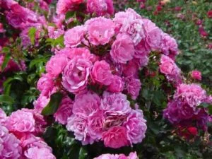Rosier