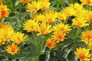 Le topinambour