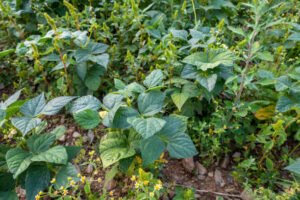Cultures de haricots rouges.
