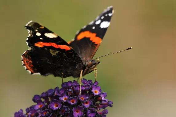 Papillon vulcain