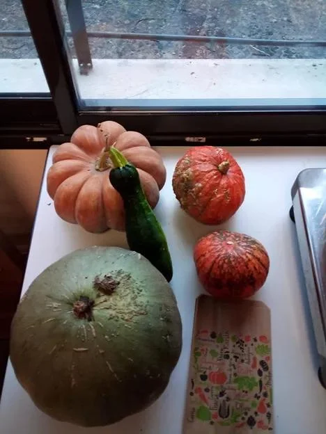 Courges