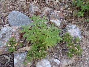 Verveine citronnelle