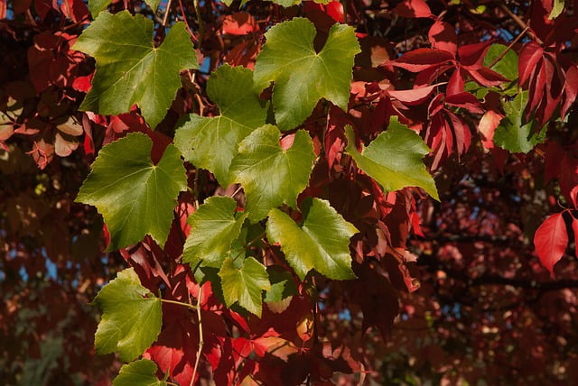 Vigne vierge
