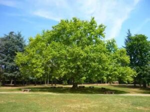 Le platane arbre caduc
