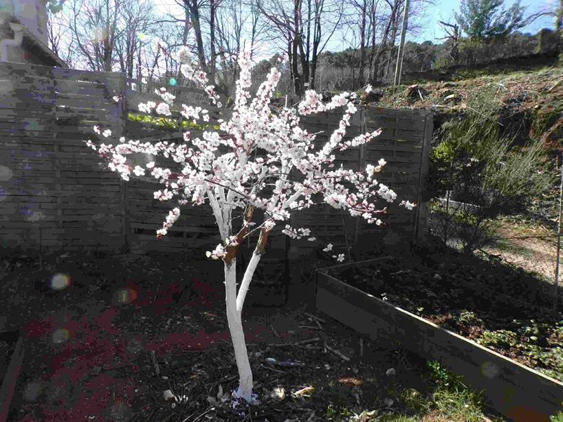 Abricotier en fleurs