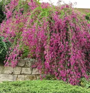 Le lespedeza en fleurs