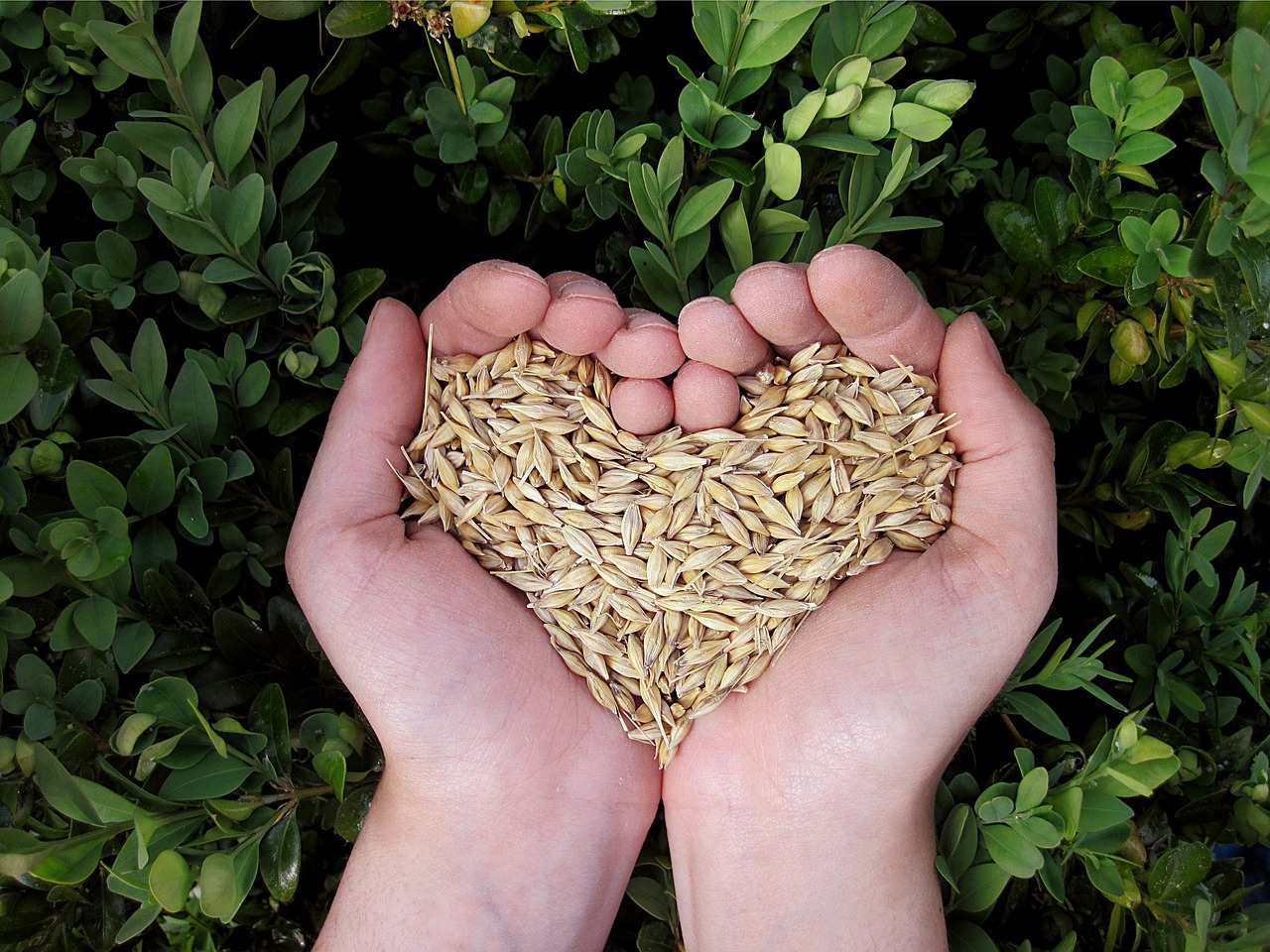 Graines dans le creux des mains en forme de cœur