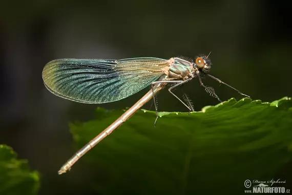 La demoiselle