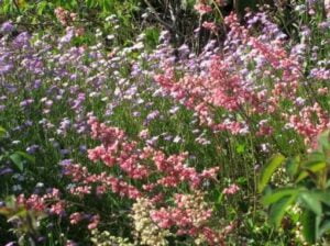 La julienne de Mahon en fleurs