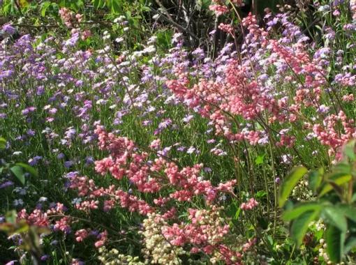 La julienne de Mahon en fleurs