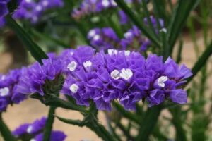 Statice en fleurs