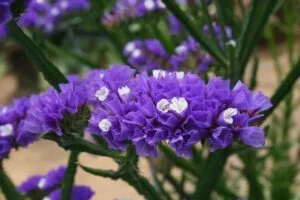 Statice en fleurs