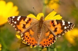 Papillon belle-dame